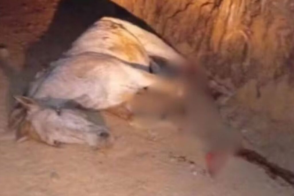 Cavalo mutilado em Bananal gera revolta e investigação