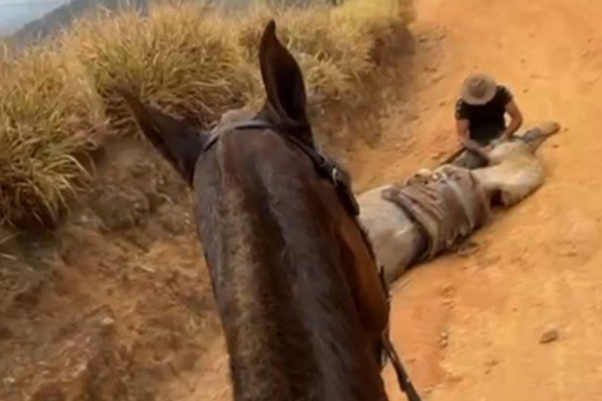 Cavalo mutilado em Bananal gera revolta e investigação
