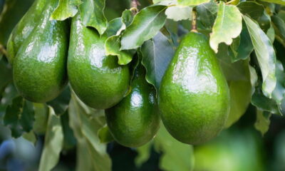 Faça o abacateiro frutificar antes do tempo