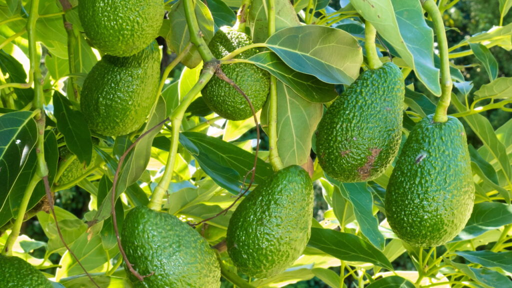 Faça o abacateiro frutificar antes do tempo

