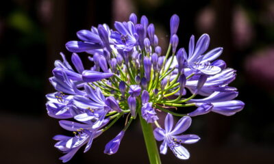 A planta africana que virou xodó dos jardins brasileiros