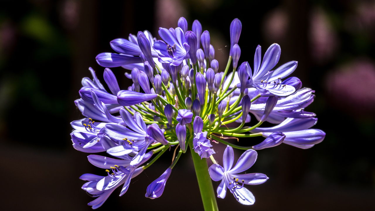 A planta africana que virou xodó dos jardins brasileiros