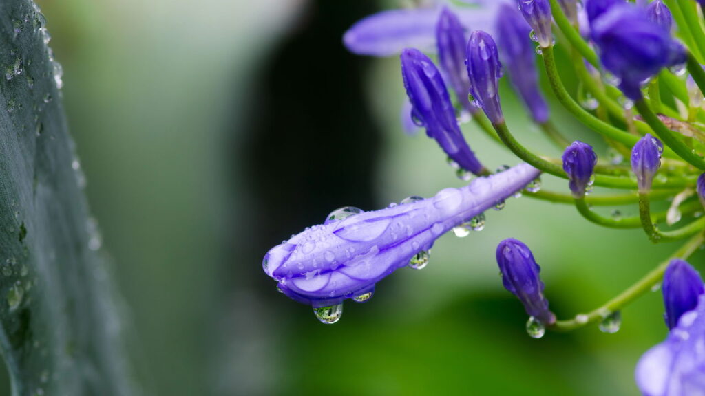 A planta africana que virou xodó dos jardins brasileiros