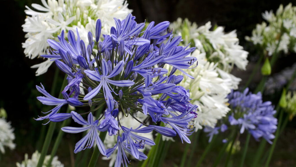 A planta africana que virou xodó dos jardins brasileiros