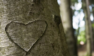 Essa planta é conhecida por atrair amor verdadeiro