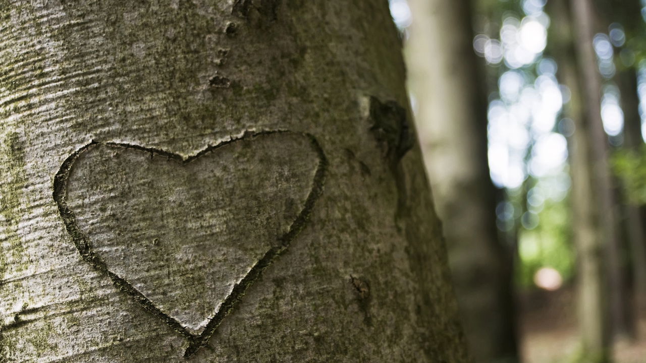 Essa planta é conhecida por atrair amor verdadeiro