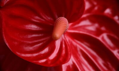 A flor que parece de plástico mas encanta qualquer ambiente