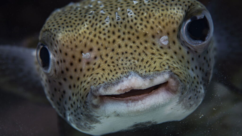 Esses animais parecem fofinhos, mas são verdadeiros monstros