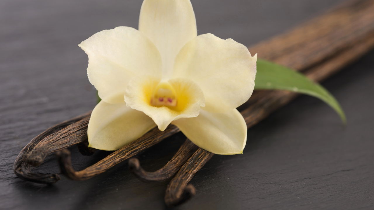 Baunilha se torna o novo xodó dos amantes de jardinagem