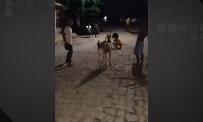 Bode brincando com crianças em rua do Piauí