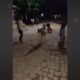 Bode brincando com crianças em rua do Piauí