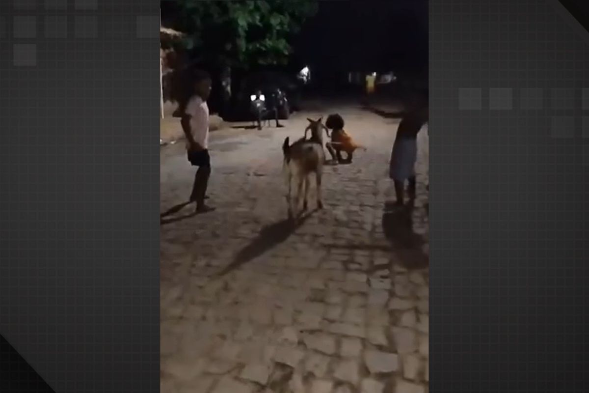 Bode brincando com crianças em rua do Piauí