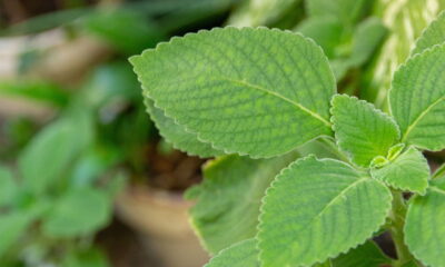 Planta que melhora digestão e previne azia