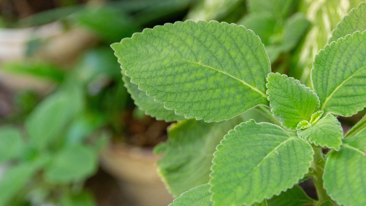 Planta que melhora digestão e previne azia
