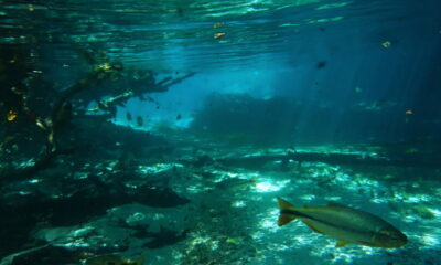 Essa cidade do Brasil é perfeita para nadar com peixes coloridos