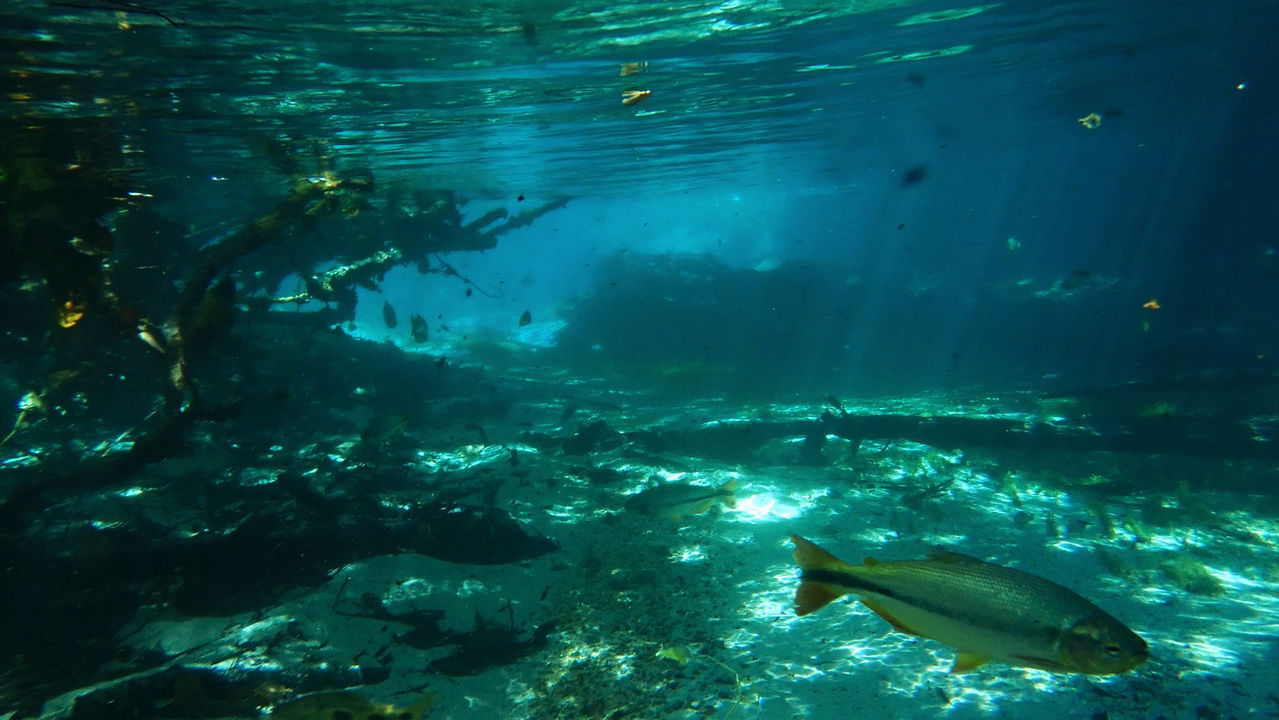Essa cidade do Brasil é perfeita para nadar com peixes coloridos