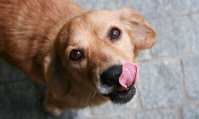 Dia Mundial do Cachorro celebra nossos melhores amigos de 4 patas