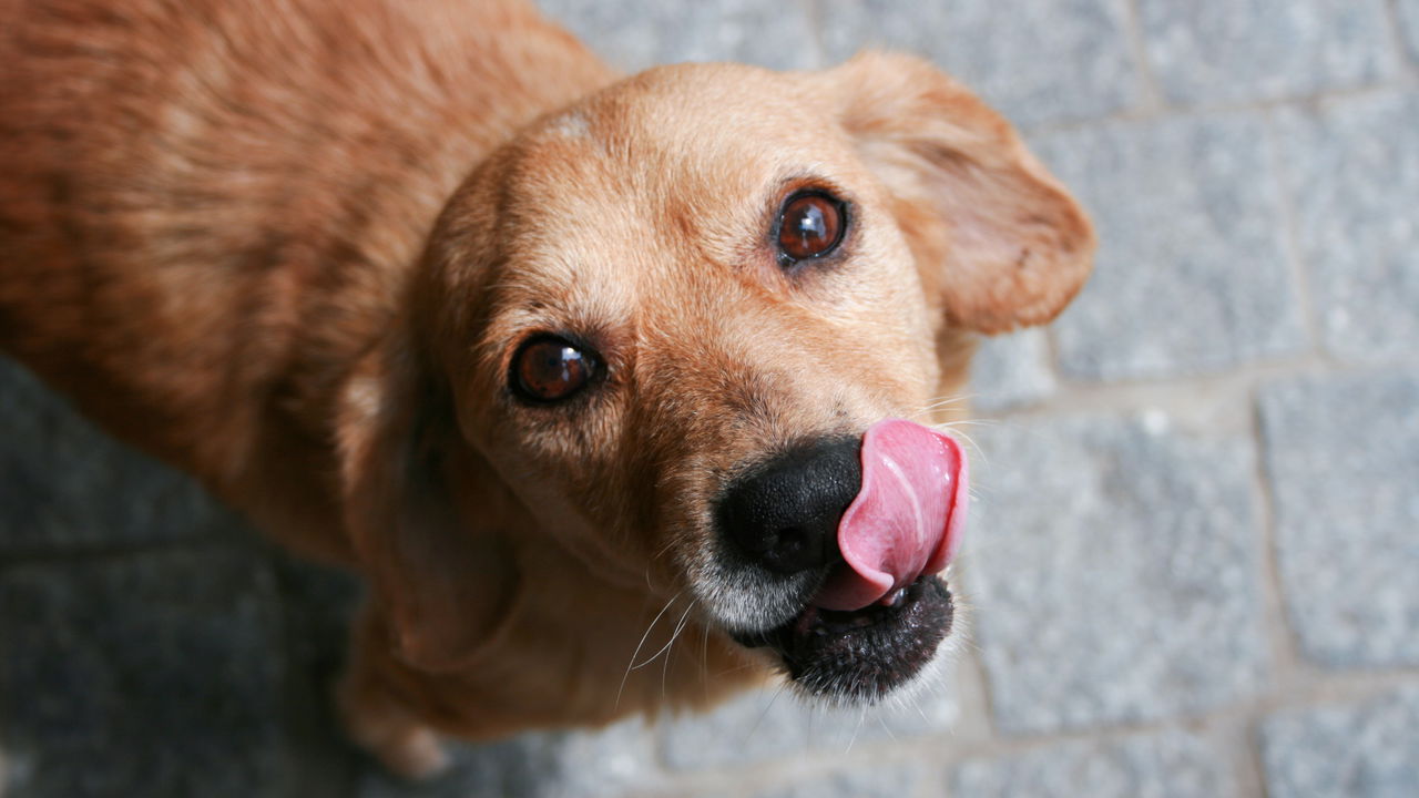 Dia Mundial do Cachorro celebra nossos melhores amigos de 4 patas