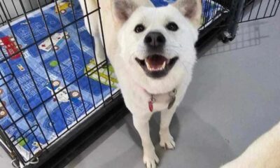 Cachorro é resgatado do comércio de carne e viaja 9 mil km para ganhar nova família