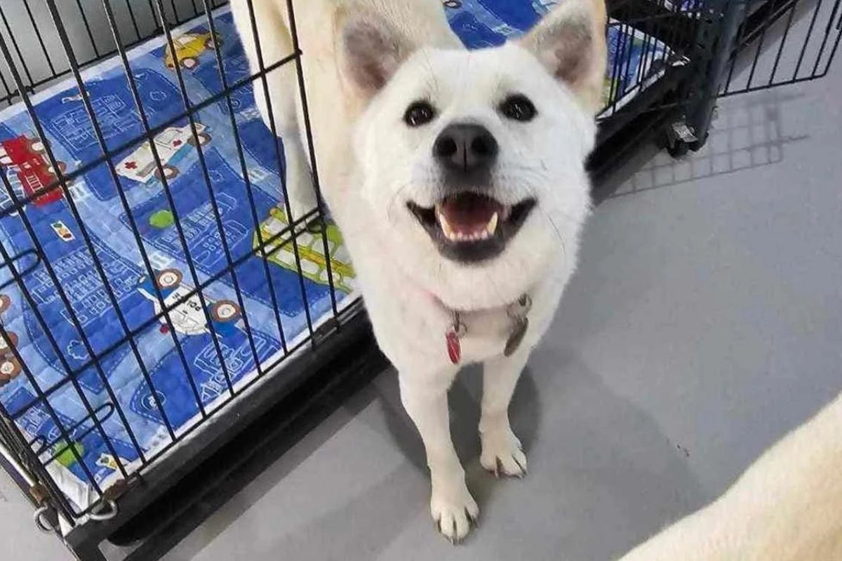 Cachorro é resgatado do comércio de carne e viaja 9 mil km para ganhar nova família