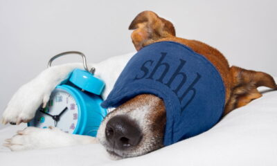 Veterinários revelam 3 sinais que você deve observar para que seu cão durma bem