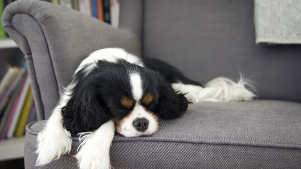 Veterinários revelam 3 sinais que você deve observar para que seu cão durma bem