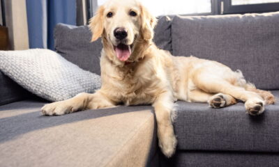 Casa limpa com pets exige rotina simples e cuidados seguros