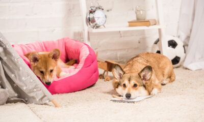 Casa limpa com pets exige rotina simples e produtos certos