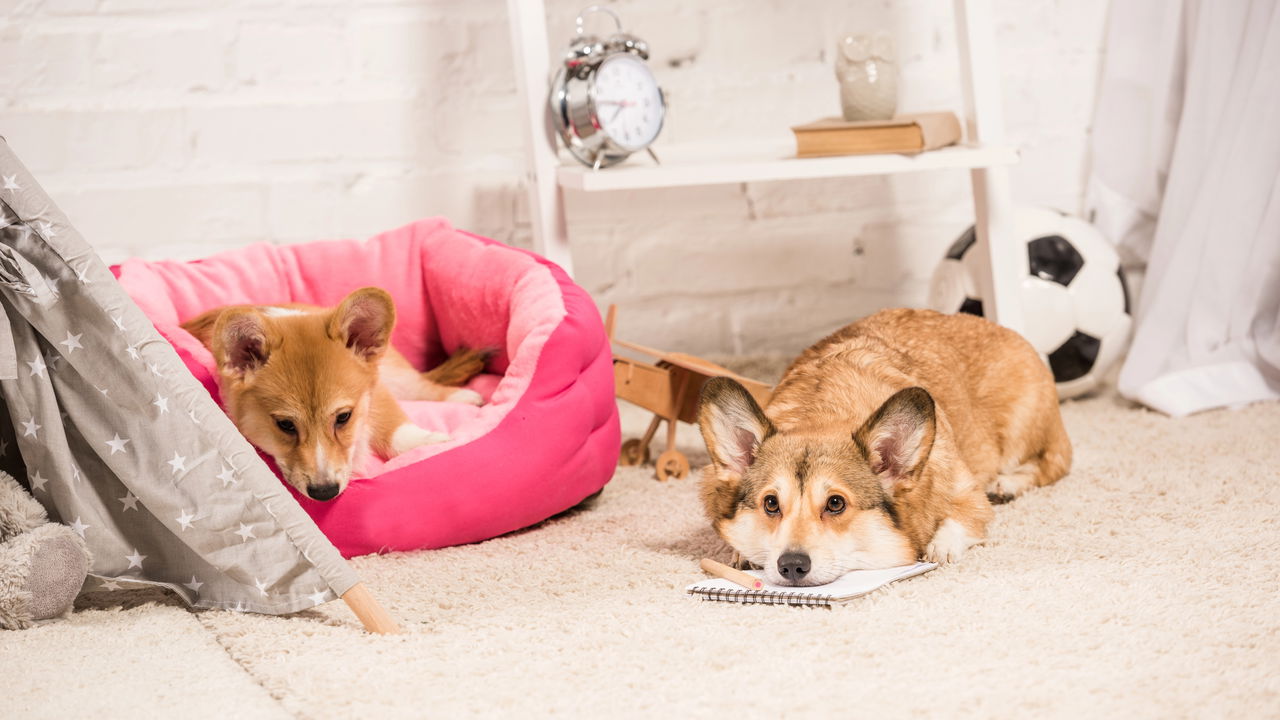 Casa limpa com pets exige rotina simples e produtos certos