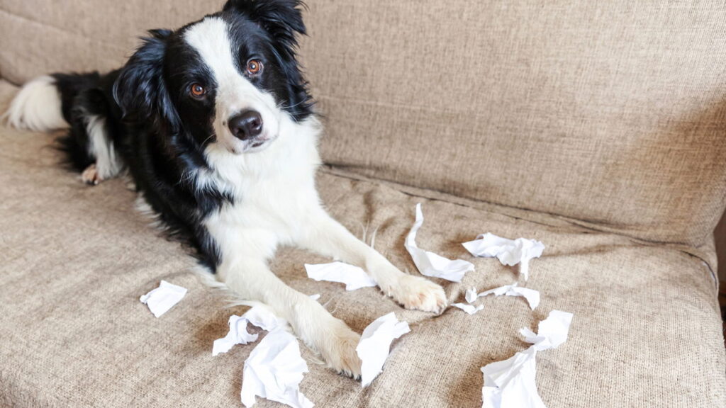 Casa limpa com pets exige rotina simples e produtos certos