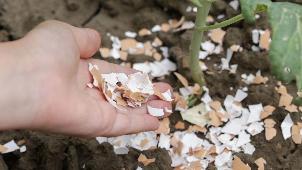 Faça as flores durarem o dobro em vasos com essa dica