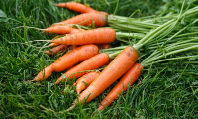 Como plantar cenoura fácil em garrafa pet