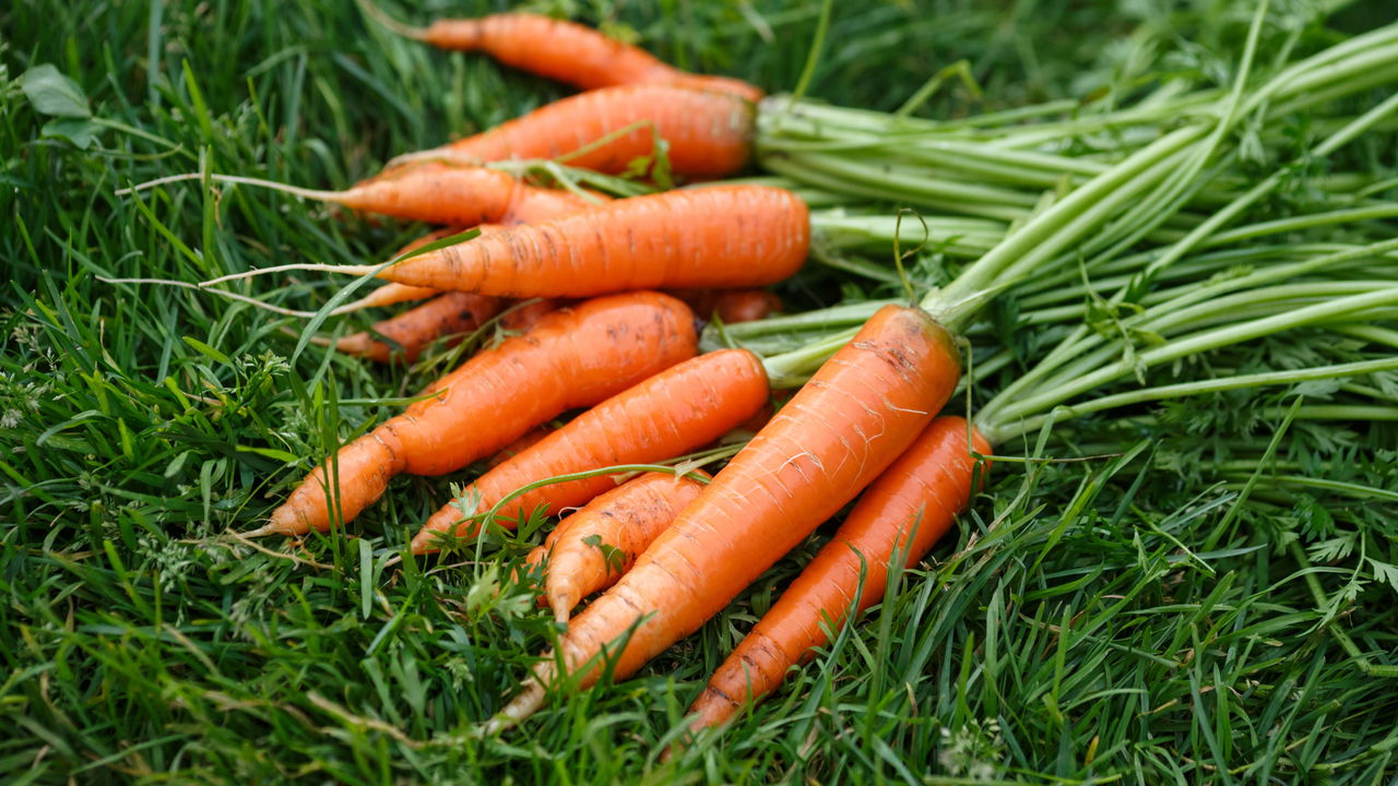 Como plantar cenoura fácil em garrafa pet