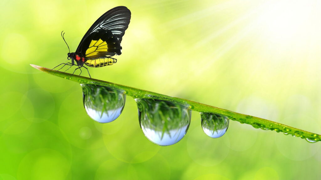 O que significa sentir o cheiro da terra após a chuva