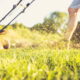 Sua grama vai crescer mais verde e bonita em agosto se você evitar esse erro ao cortá-la