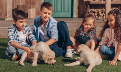 Cães resgatados impressionam após removerem quilos de pelos e revelarem nova vida