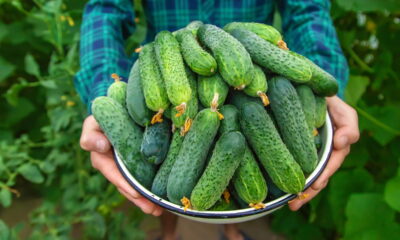 Por esses motivos seu pepino está apenas dando flores e não frutos