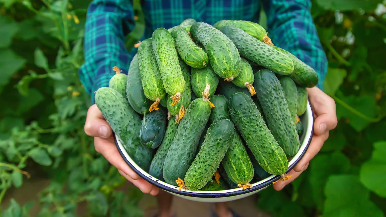 Por esses motivos seu pepino está apenas dando flores e não frutos