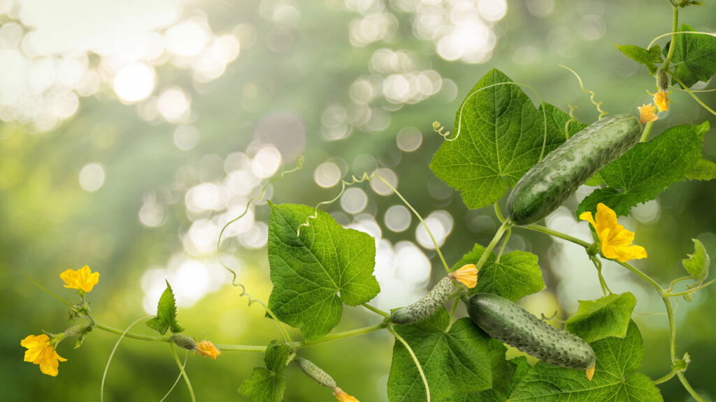 Por esses motivos seu pepino está apenas dando flores e não frutos