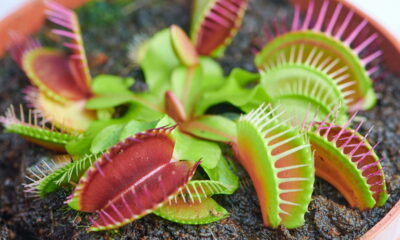 Jardim sem insetos com esta planta carnívora
