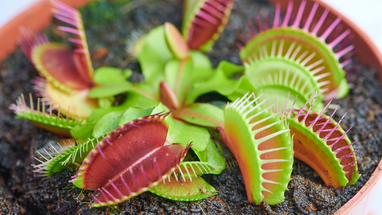 Jardim sem insetos com esta planta carnívora