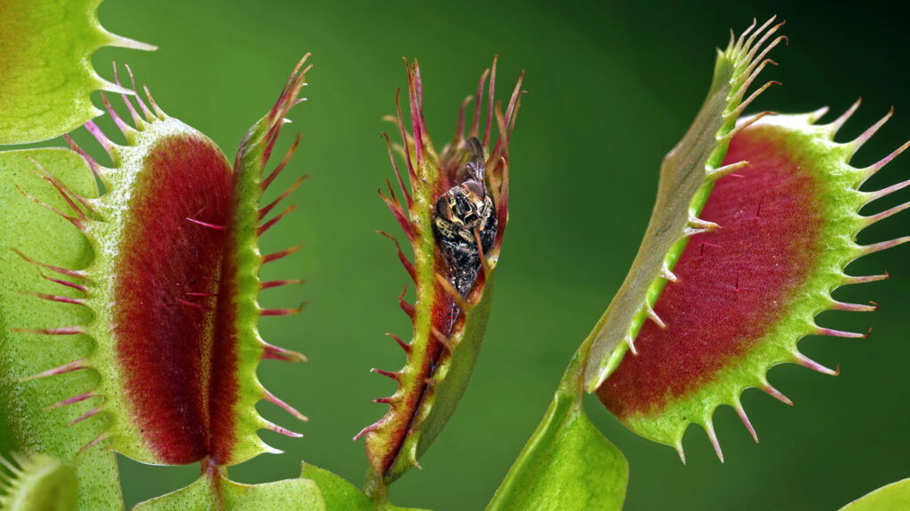 Jardim sem insetos com esta planta carnívora
