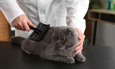 Escovar o gato é mais fácil quando você usa estas 4 técnicas