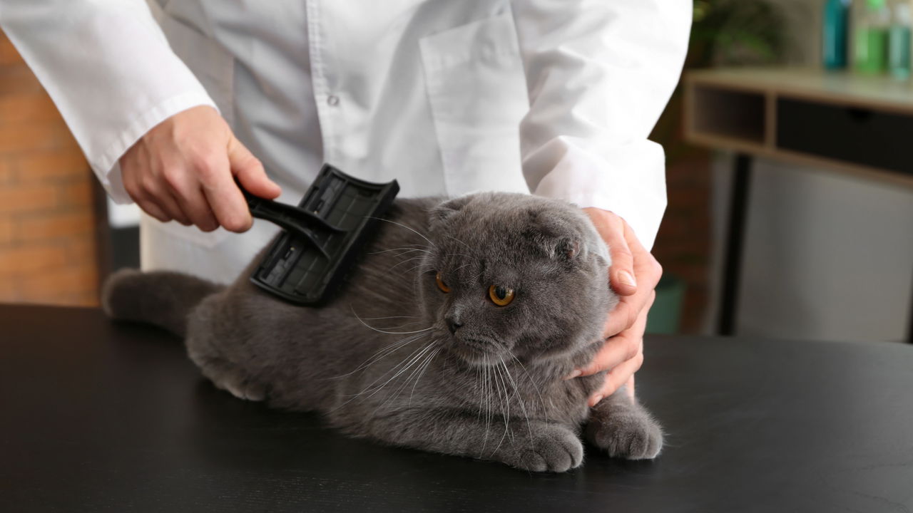 Escovar o gato é mais fácil quando você usa estas 4 técnicas