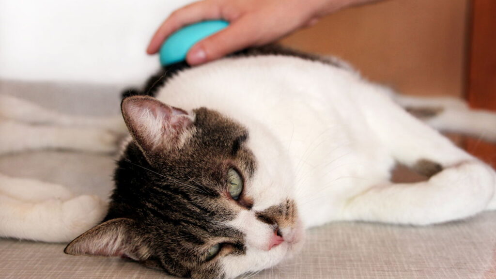 Escovar o gato é mais fácil quando você usa estas 4 técnicas