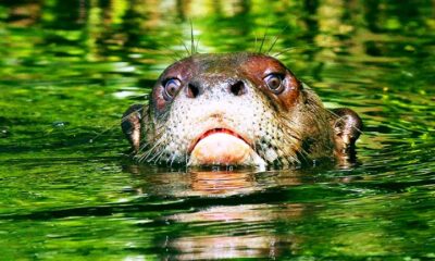 Ariranha gigante volta a habitar águas do Cone Sul após décadas de ausência