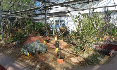 As plantas fáceis de cuidar e que não precisam de poda frequente