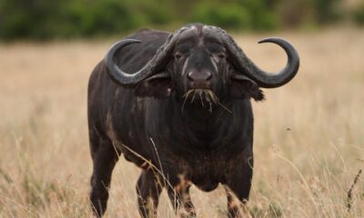 Conhecido como ‘peste-negra’, búfalo-do-cabo é espécie temida na África