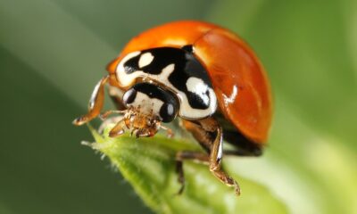 Joaninha: além da beleza, tem lenda de bom presságio