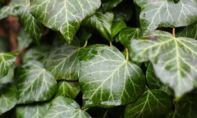 Hera se espalha por cercas e paredes com beleza e simbolismo espiritual